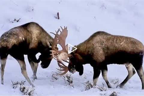 Alaska Moose: Post Rut Sparring