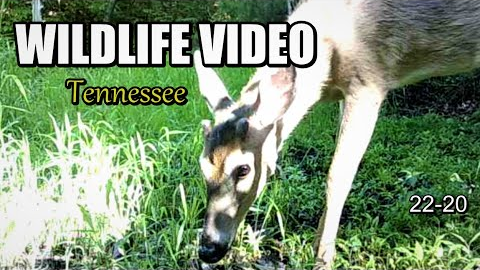 Narrated Wildlife Video 22-20 from Trail Cameras in the Tennessee Foothills of the Smoky Mountains
