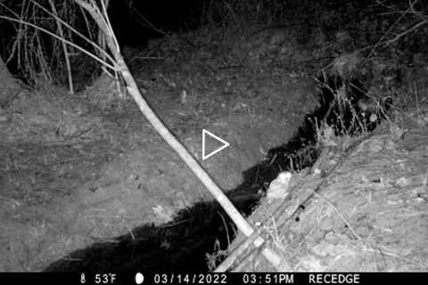 OWL AT NIGHT/BIRD OF PREY BATHING CAUGHT ON TRAIL CAMERA #mississippi #wildlife