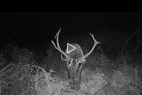 A 700lb Elk Bursts Into Camp While Being Chased By Something BIG