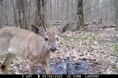 Michigan Trail Camera Critters 051322