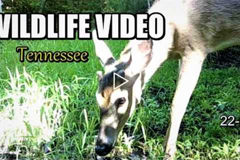 Narrated Wildlife Video 22-20 from Trail Cameras in the Tennessee Foothills of the Smoky Mountains