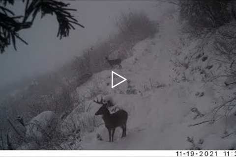 Trail Camera May 26, 2022