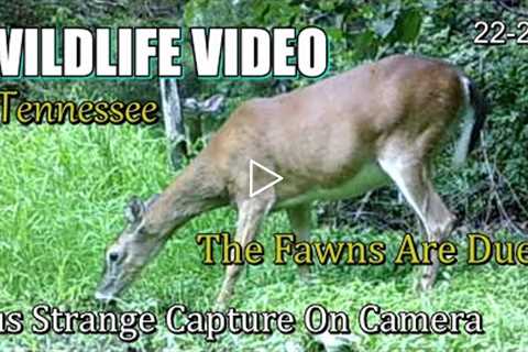 Narrated Wildlife Video 22-22 from Trail Cameras in the Tennessee Foothills of the Smoky Mountains