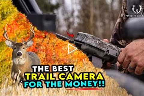 The BEST Trail Camera for the MONEY! USE THESE!!