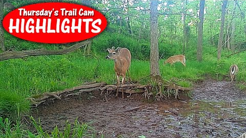 What a perfect place to hang out! The waterhole is busy!  Thursday's Trail Cam Highlights: 6.16.22
