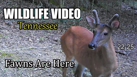 Narrated Wildlife Video 22-25 from Trail Cameras in the Tennessee Foothills of the Smoky Mountains