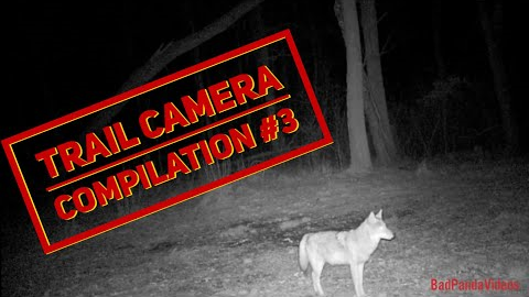 Trail camera compilation #3