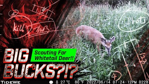 Scouting For Summer Whitetail!! | Checking Trail Cameras