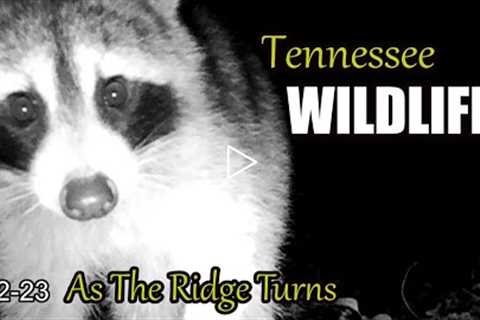 Narrated Wildlife Video 22-23 from Trail Cameras in the Tennessee Foothills of the Smoky Mountains