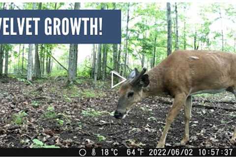 Velvet Whitetail Buck on the Trail Cam (Good Growth!)