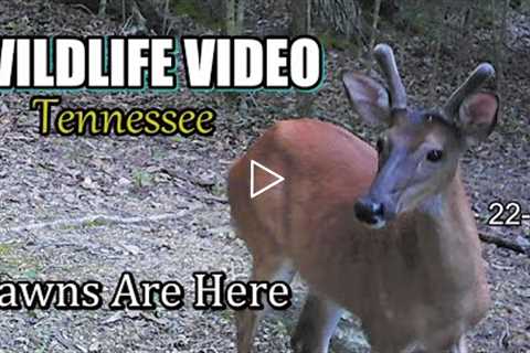 Narrated Wildlife Video 22-25 from Trail Cameras in the Tennessee Foothills of the Smoky Mountains