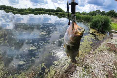 Catching Bass in Heavy Cover: Stealth is the Name of the Game