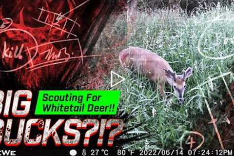 Scouting For Summer Whitetail!! | Checking Trail Cameras