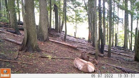 Trail Camera Video July 3, 2022