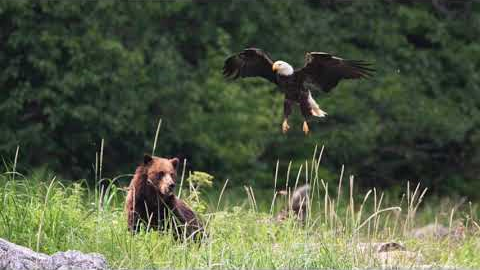 Brown Bear vs. Bald Eagle! Alaskan Wildlife - Juneau, Alaska!