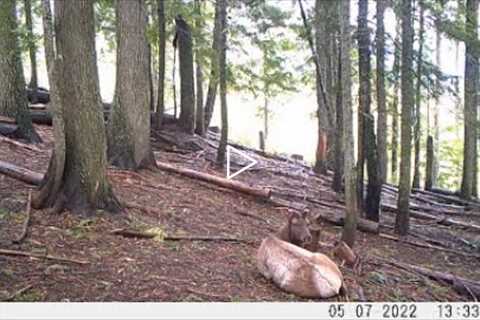 Trail Camera Video July 3, 2022