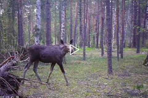 TRAIL CAMERA IN THE WILD FOREST: Wild Boars, Moose, Hare