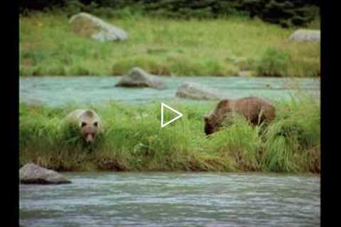 Alaska Nature Tours