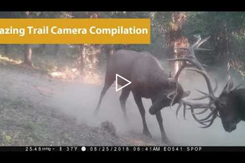 Amazing Trail Camera Video Compilation