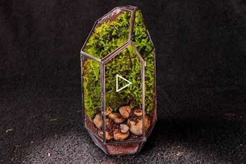 Live Moss Forest in a Glass House (Moss Terrarium)