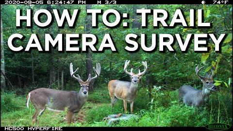 Why You SHOULD Be Conducting Trail Camera Surveys For Whitetail Deer