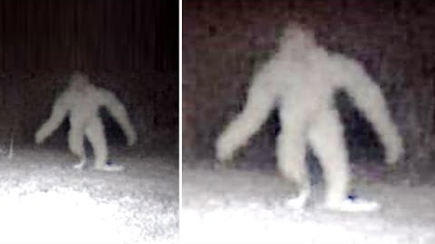 This Forest Ranger Noticed This On His Trail Camera But Couldn't Explain What It Had Captured