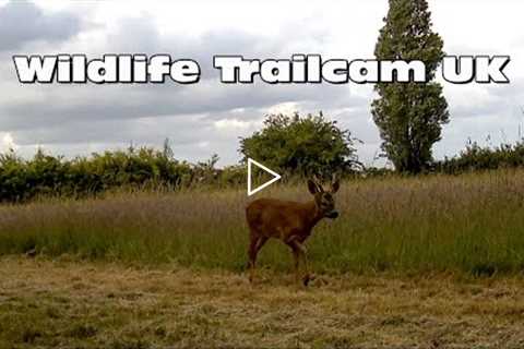 Deer enjoy the cut grass!  Trail camera Thursday