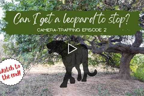 Can I get a leopard to STOP in front of my trail camera? | Camera-trapping Episode 2