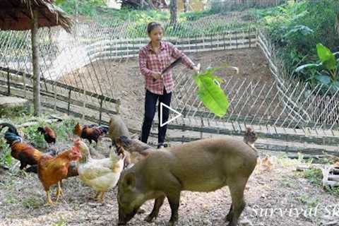 How to make a bamboo fence, care and train wild boar, Survival instinct, Wild alone. (Episode 80)