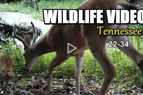 Narrated Wildlife Video 22-34 from Trail Cameras in the Tennessee Foothills of the Smoky Mountains