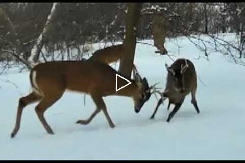 2021 Trail Cam Videos Vol 1