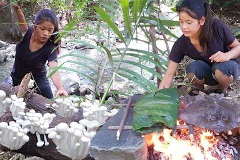 Survival in forest: Pick mushroom plant to grilled with Stingray and Chili sauce Eating in jungle