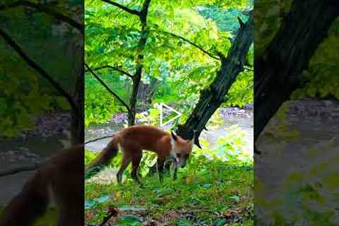 I caught a red fox down by the creek (on trail cam) 🦊