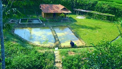 Build a farm life , Plant wet rice , Build this place into a fairyland - Life in the green forest