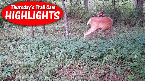 The Deer lick, Bobcat sprays tree, and the Raccoons march: Thursday's Trail Cam Highlights 9.8.22