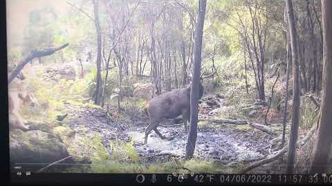 Sambar Stag Caught on Trail-cam Mid Hunt