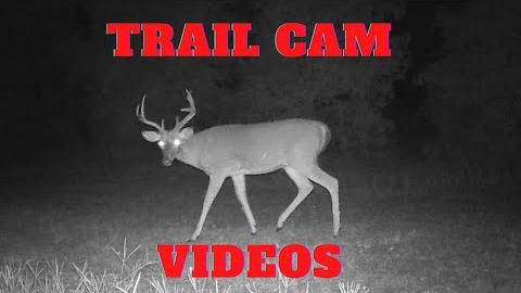 Trail camera videos | Creek Rise Critter Cams