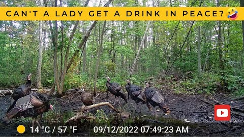 Tom Turkeys Swoon Over Single Hen at the Watering Hole (Trail Cam Video)