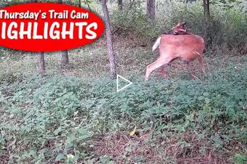 The Deer lick, Bobcat sprays tree, and the Raccoons march: Thursday's Trail Cam Highlights 9.8.22