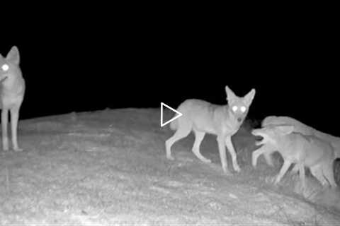 TrailCam Weekly Digest - September Part 1-  2022 - Field testing New Campark TC07