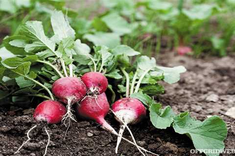 Infographic: Backyard Gardening Tips for Vegetables, Fruits, and Herbs