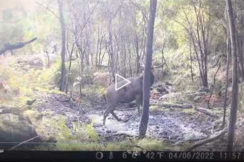 Sambar Stag Caught on Trail-cam Mid Hunt