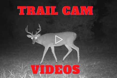 Trail camera videos | Creek Rise Critter Cams