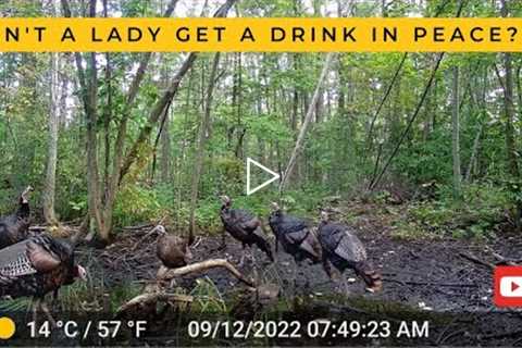 Tom Turkeys Swoon Over Single Hen at the Watering Hole (Trail Cam Video)