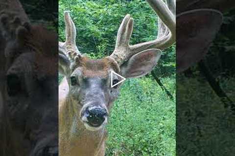 BIG Buck in on Trail Camera #shorts #deerseason #trailcamera