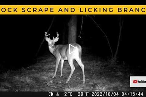 First Buck at the Mock Scrape This Fall (Trail Cam Video)