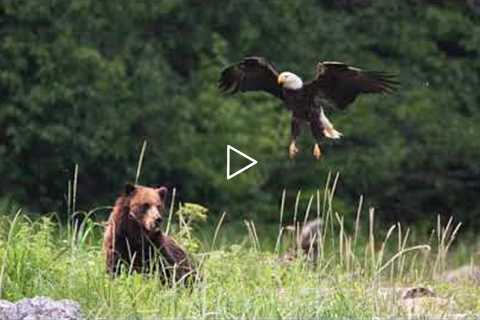 Brown Bear vs. Bald Eagle! Alaskan Wildlife - Juneau, Alaska!