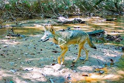 Trail Camera Setup and Pickup: Creek Crossing Animal Highway