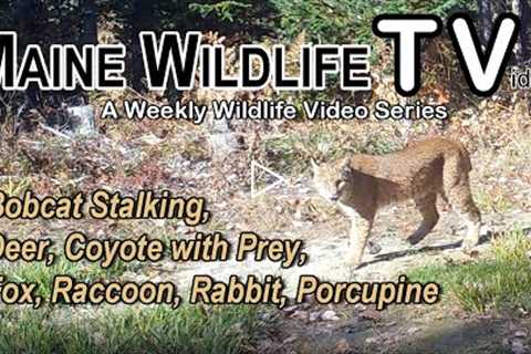 Bobcat Stalking | Coyote with Prey | Deer | Fox | Rabbit | Porcupine | Maine Wildlife | Trail Cam